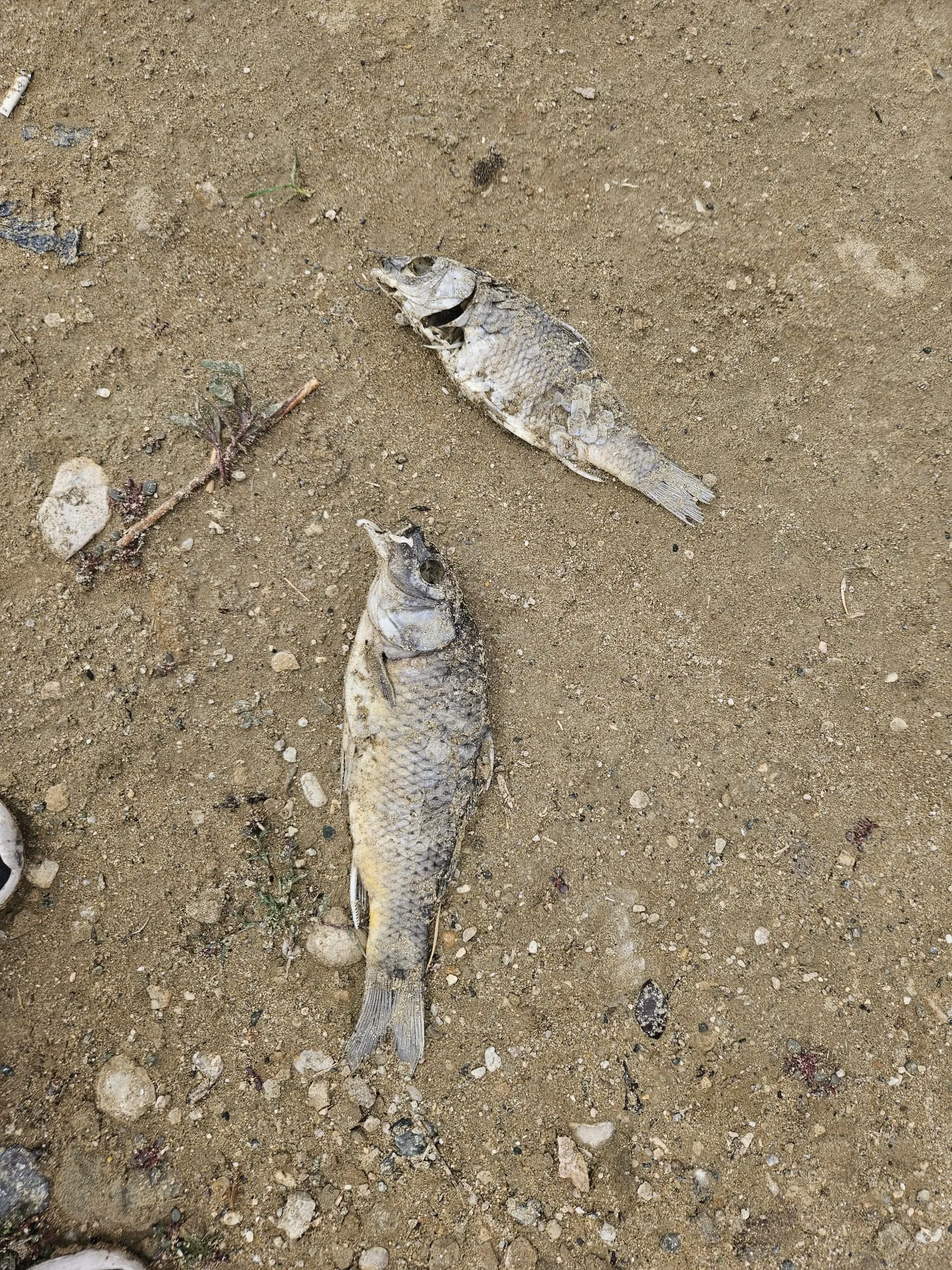 Trend Haber: CİP GÖLÜNDE BALIKLAR NEDEN ÖLÜYOR