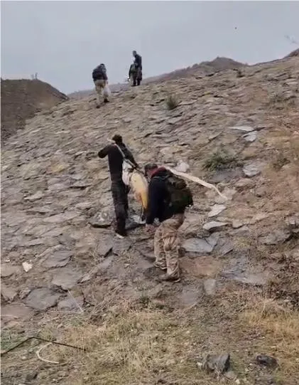 Manşet: MURAT NEHRİ'NDE DEV TURNA ŞAŞIRTTI: BALIKÇILAR 60 KİLOLUK BALIĞI ÇAM SIRIĞA BAĞLAYARAK TAŞIDI